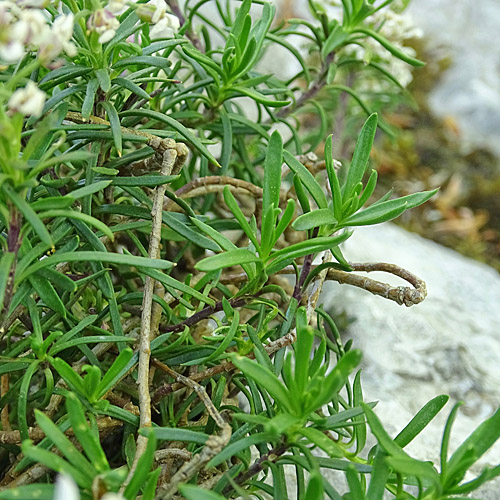 Felsen-Bauernsenf / Iberis saxatilis