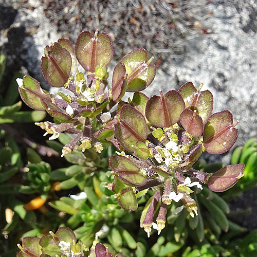 Felsen-Bauernsenf / Iberis saxatilis