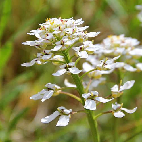 Immergrüner Bauernsenf / Iberis sempervirens