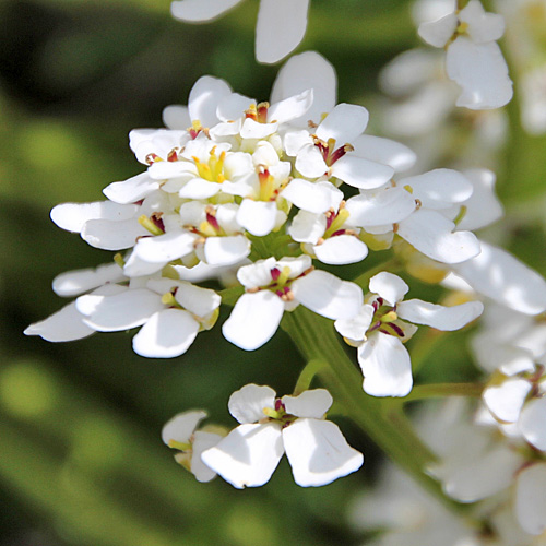 Immergrüner Bauernsenf / Iberis sempervirens