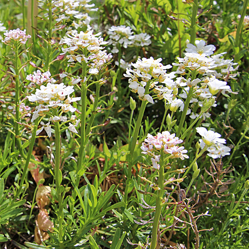 Immergrüner Bauernsenf / Iberis sempervirens