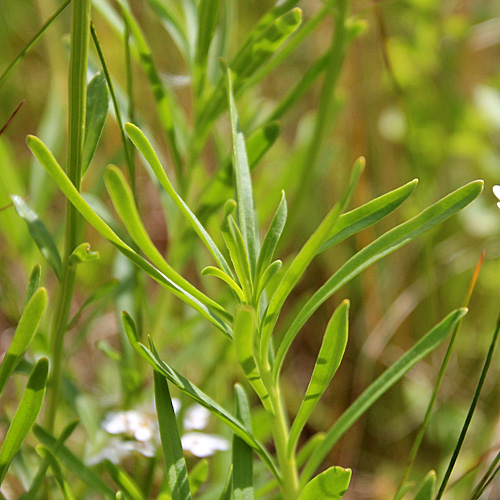 Immergrüner Bauernsenf / Iberis sempervirens