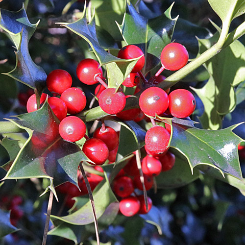 Stechpalme / Ilex aquifolium