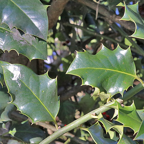 Stechpalme / Ilex aquifolium