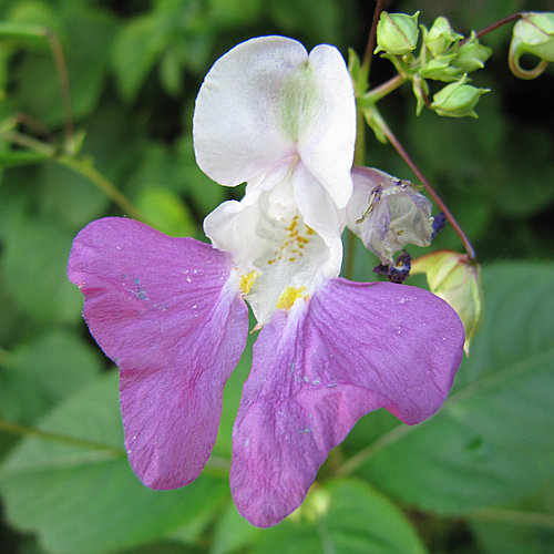 Balfours Springkraut / Impatiens balfourii