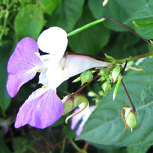 Balfours Springkraut / Impatiens balfourii