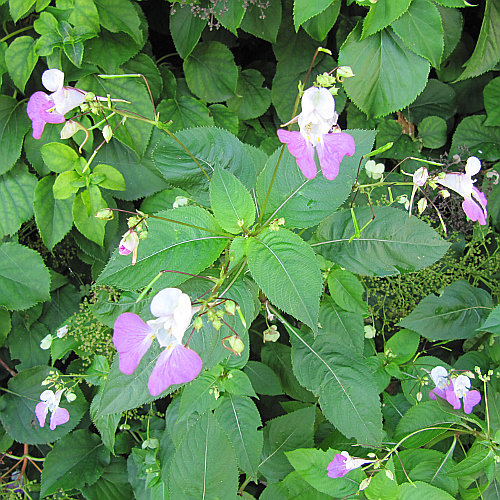 Balfours Springkraut / Impatiens balfourii