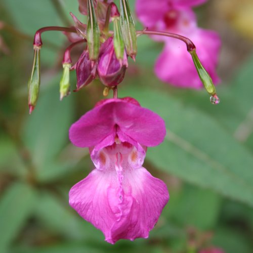 Drüsiges Springkraut / Impatiens glandulifera