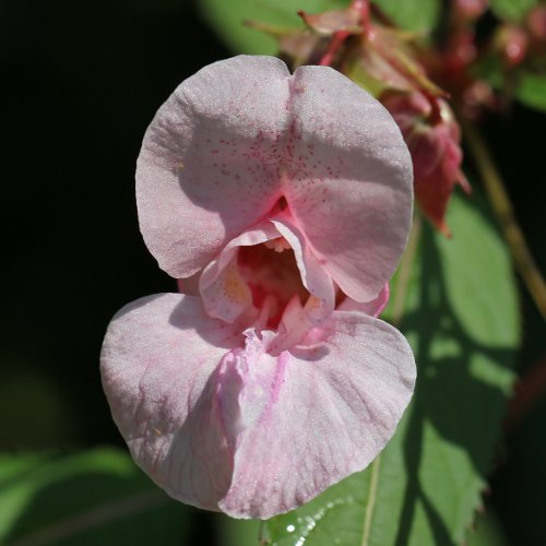 Drüsiges Springkraut / Impatiens glandulifera