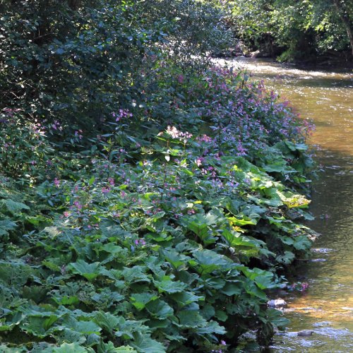 Drüsiges Springkraut / Impatiens glandulifera