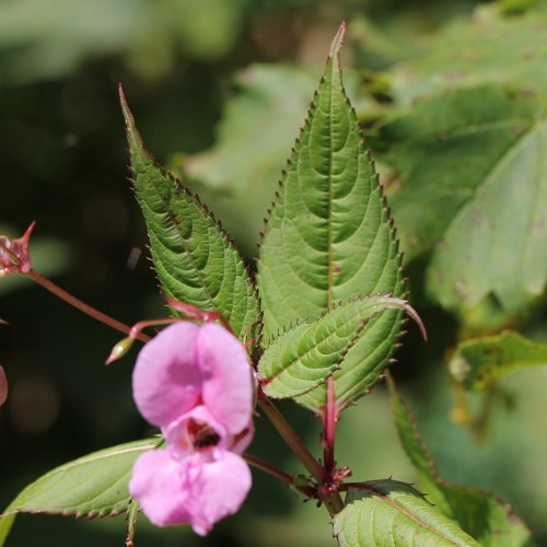 Drüsiges Springkraut / Impatiens glandulifera