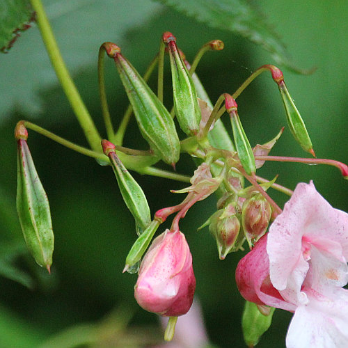 Drüsiges Springkraut / Impatiens glandulifera