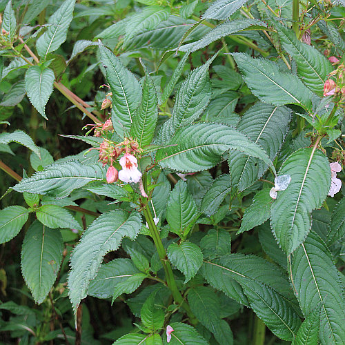 Drüsiges Springkraut / Impatiens glandulifera