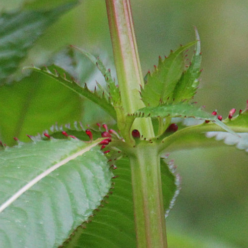 Drüsiges Springkraut / Impatiens glandulifera