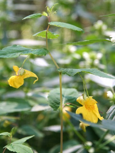 Wald-Springkraut / Impatiens noli-tangere