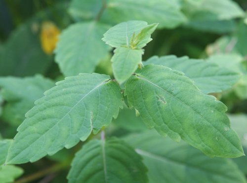 Wald-Springkraut / Impatiens noli-tangere