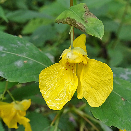 Wald-Springkraut / Impatiens noli-tangere