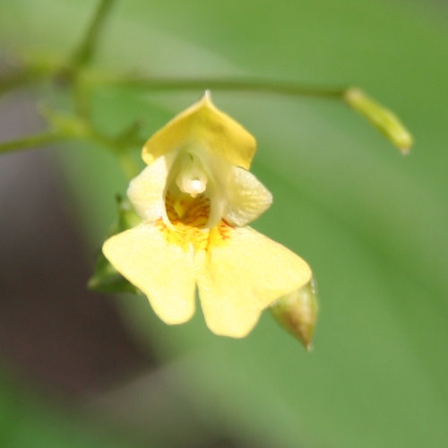 Kleines Springkraut / Impatiens parviflora