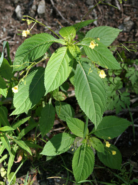 Kleines Springkraut / Impatiens parviflora