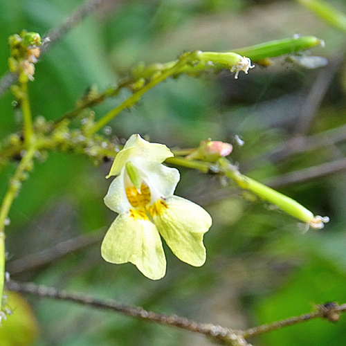 Kleines Springkraut / Impatiens parviflora