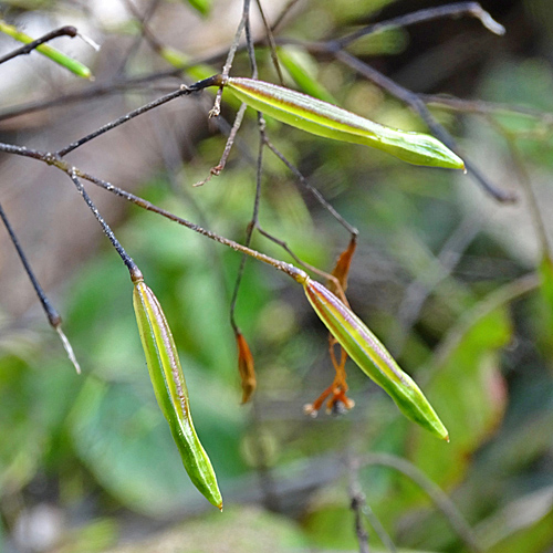 Kleines Springkraut / Impatiens parviflora