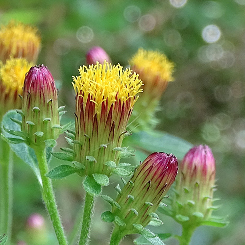 Dürrwurz-Alant / Inula conyzae