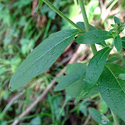 Dürrwurz-Alant / Inula conyzae