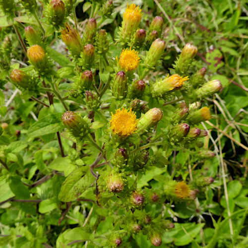 Dürrwurz-Alant / Inula conyzae