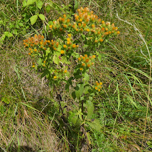 Dürrwurz-Alant / Inula conyzae