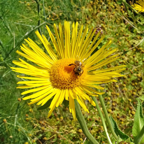 Echter Alant / Inula helenium