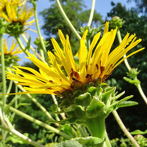 Echter Alant / Inula helenium