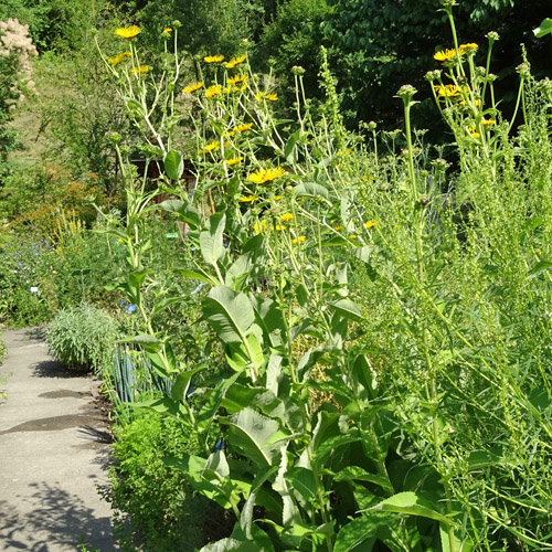 Echter Alant / Inula helenium