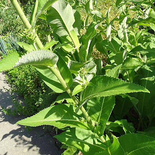 Echter Alant / Inula helenium