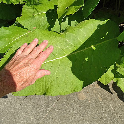 Echter Alant / Inula helenium