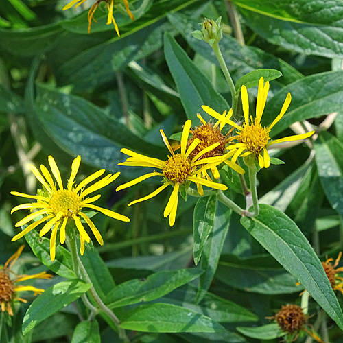 Schweizer Alant / Inula helvetica