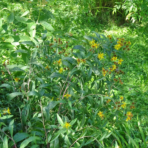 Schweizer Alant / Inula helvetica