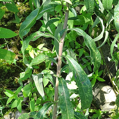 Schweizer Alant / Inula helvetica