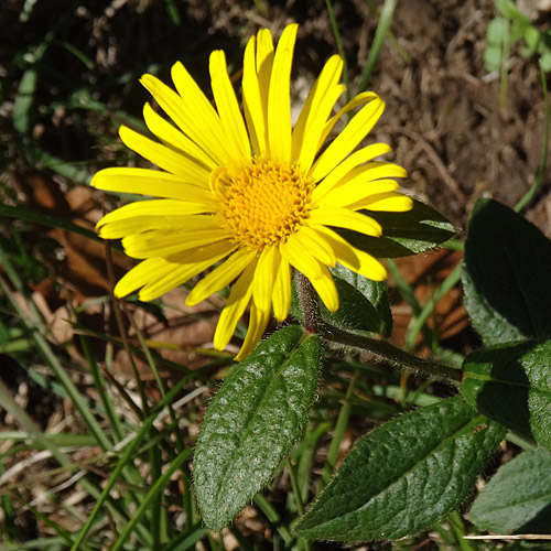 Rauer Alant / Inula hirta