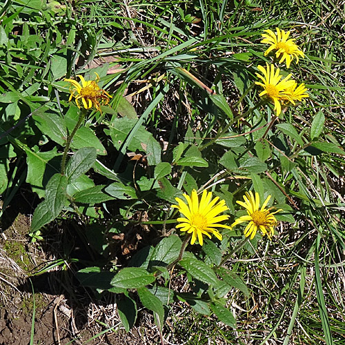 Rauer Alant / Inula hirta