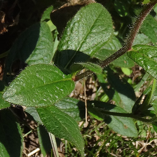 Rauer Alant / Inula hirta