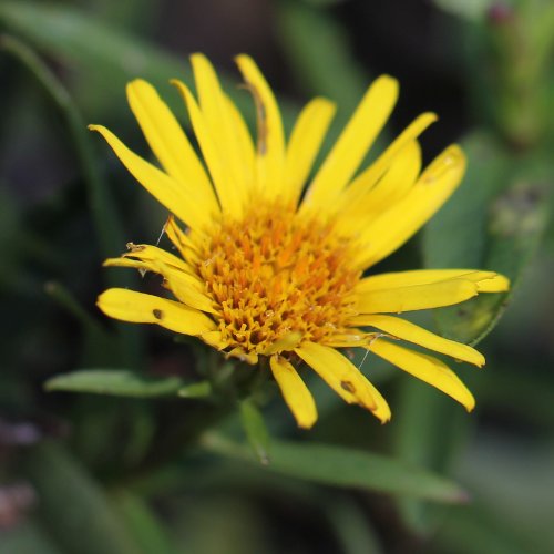 Berg-Alant / Inula montana