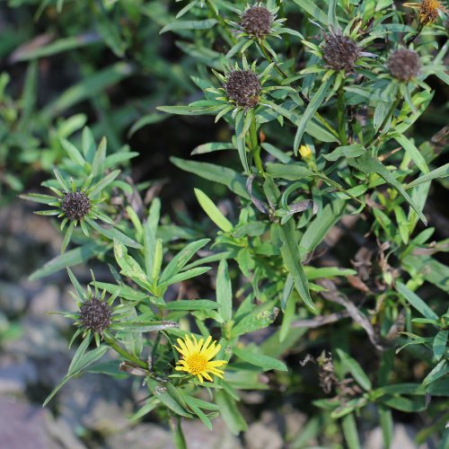 Berg-Alant / Inula montana