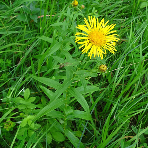 Weiden-Alant / Inula salicina