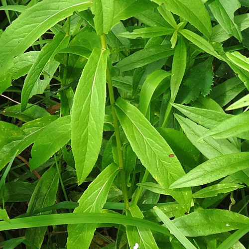 Weiden-Alant / Inula salicina