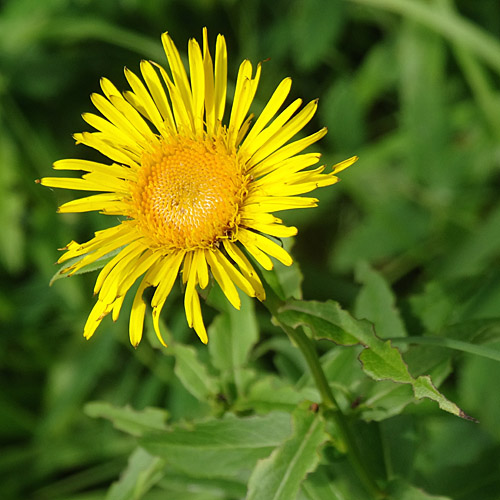 Weiden-Alant / Inula salicina