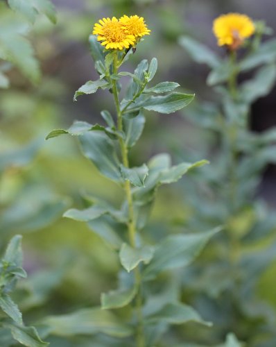 Spierstaudenblättriger Alant / Inula spiraeifolia