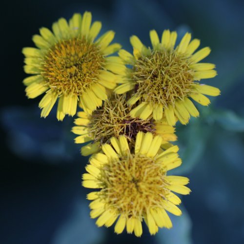 Spierstaudenblättriger Alant / Inula spiraeifolia