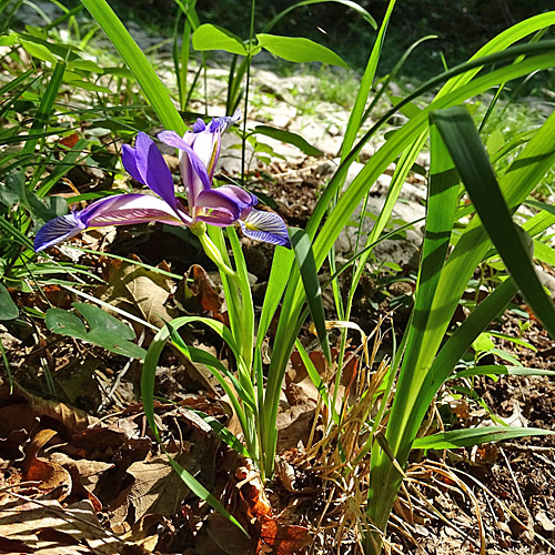 Grasblättrige Schwertlilie / Iris graminea