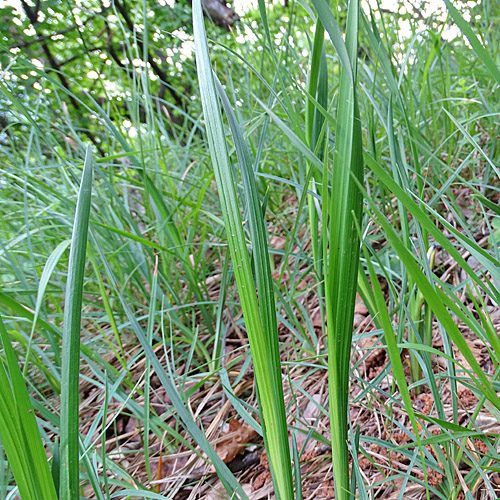 Grasblättrige Schwertlilie / Iris graminea