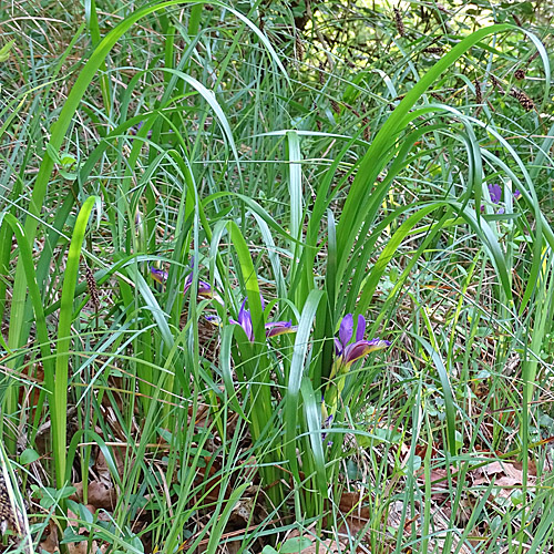 Grasblättrige Schwertlilie / Iris graminea